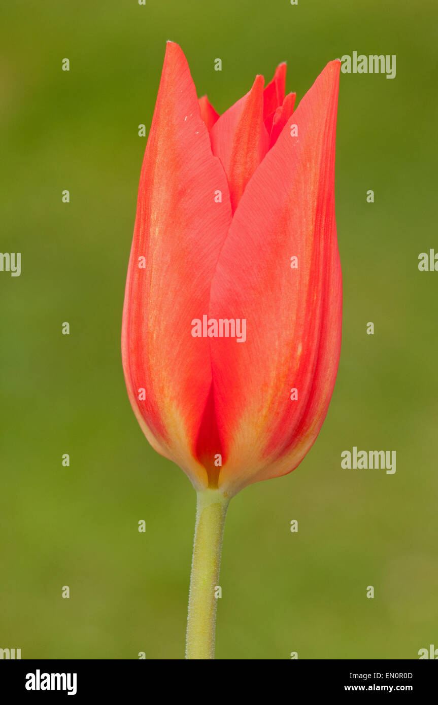Red Lily Tulip Flower Stock Photo Alamy
