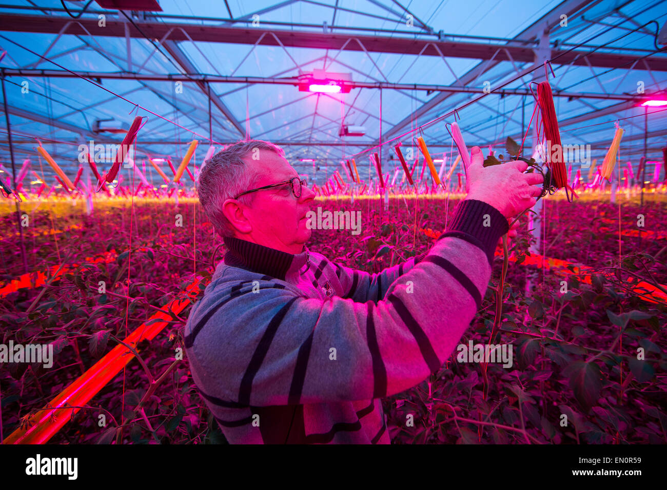 Netherlands greenhouse led hi-res stock photography and images - Alamy