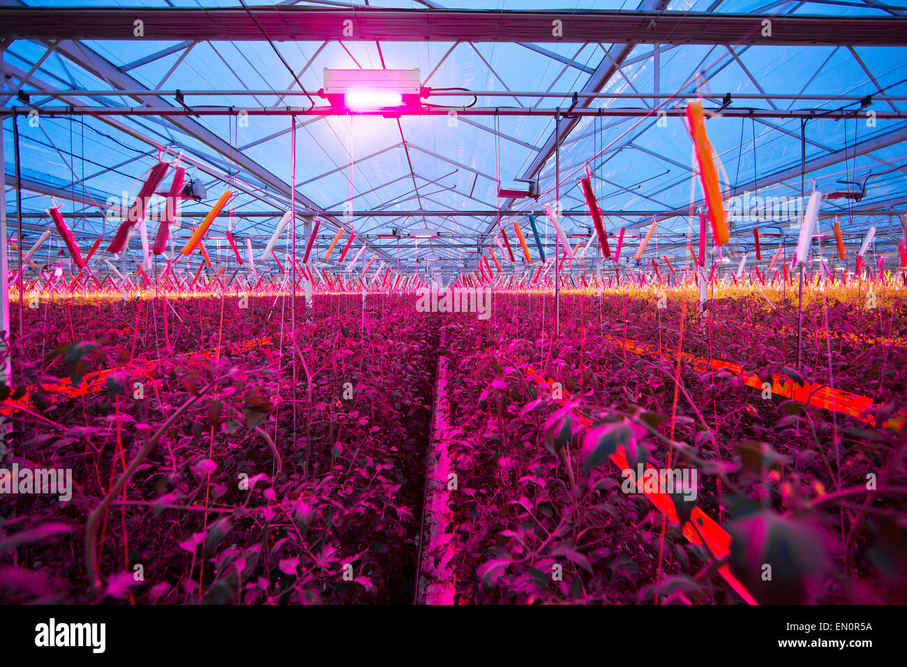 led lighting in dutch greenhouse Stock Photo Alamy