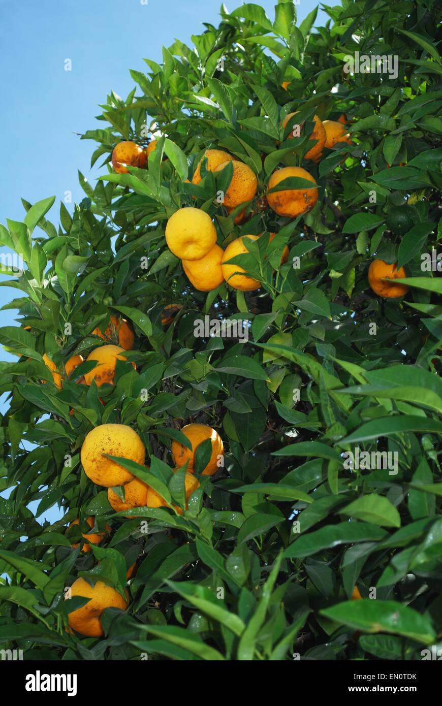 Ripe Seville oranges growing on the tree. Stock Photo