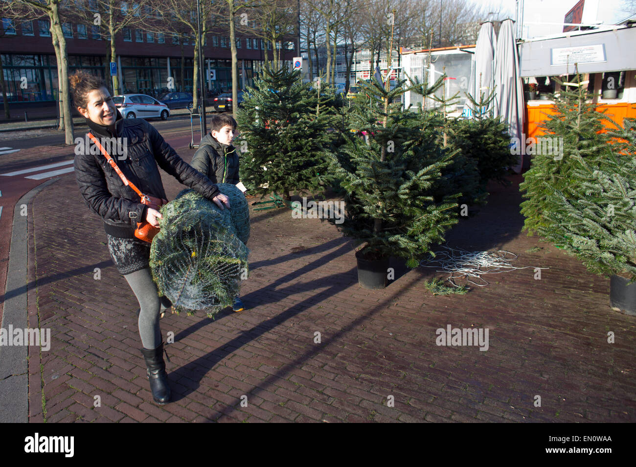 Christmas tree sales in Holland Stock Photo Alamy