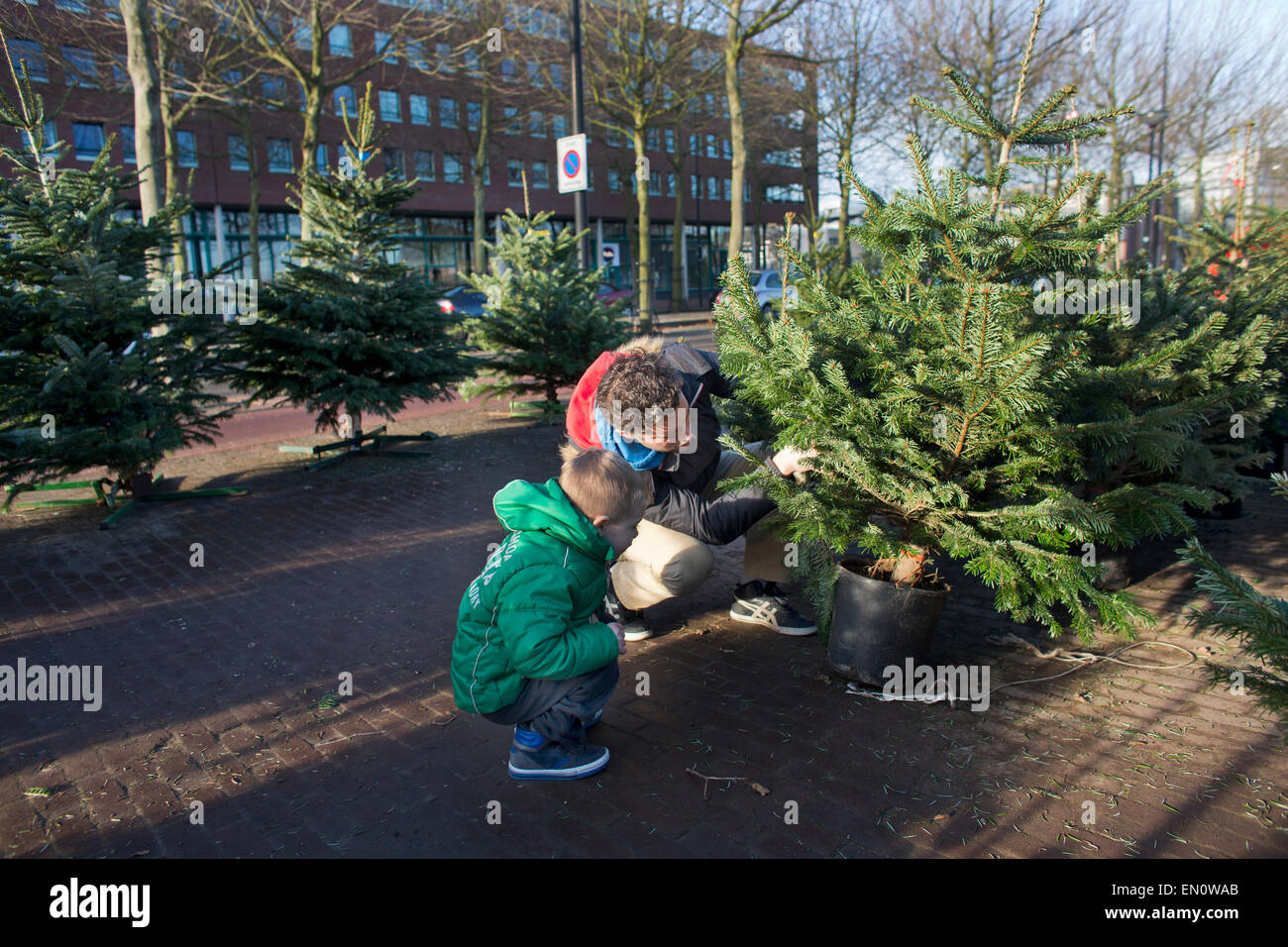 Christmas tree sales in Holland Stock Photo Alamy