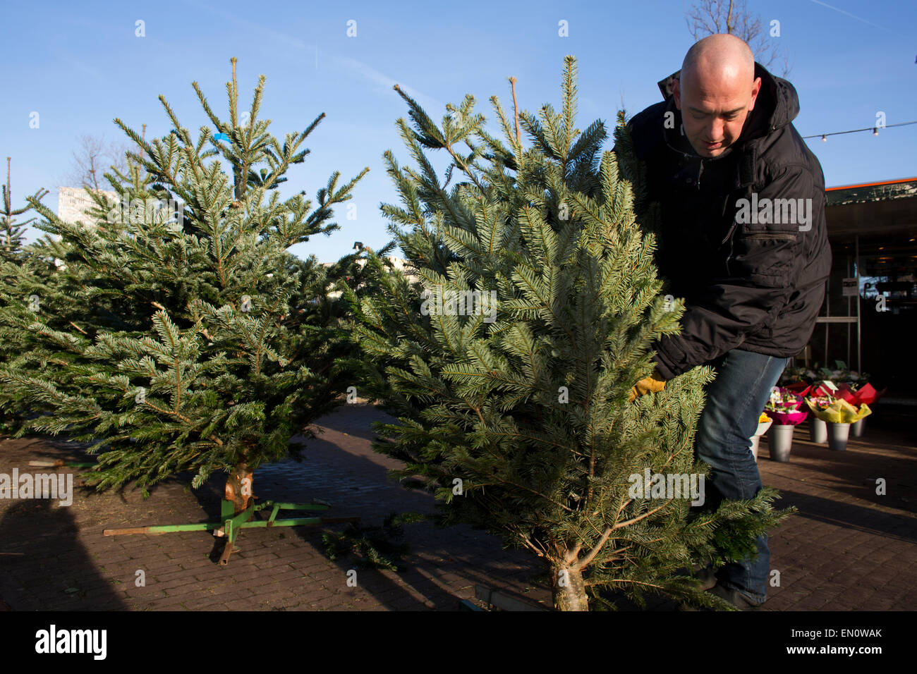 Christmas tree sales in Holland Stock Photo Alamy