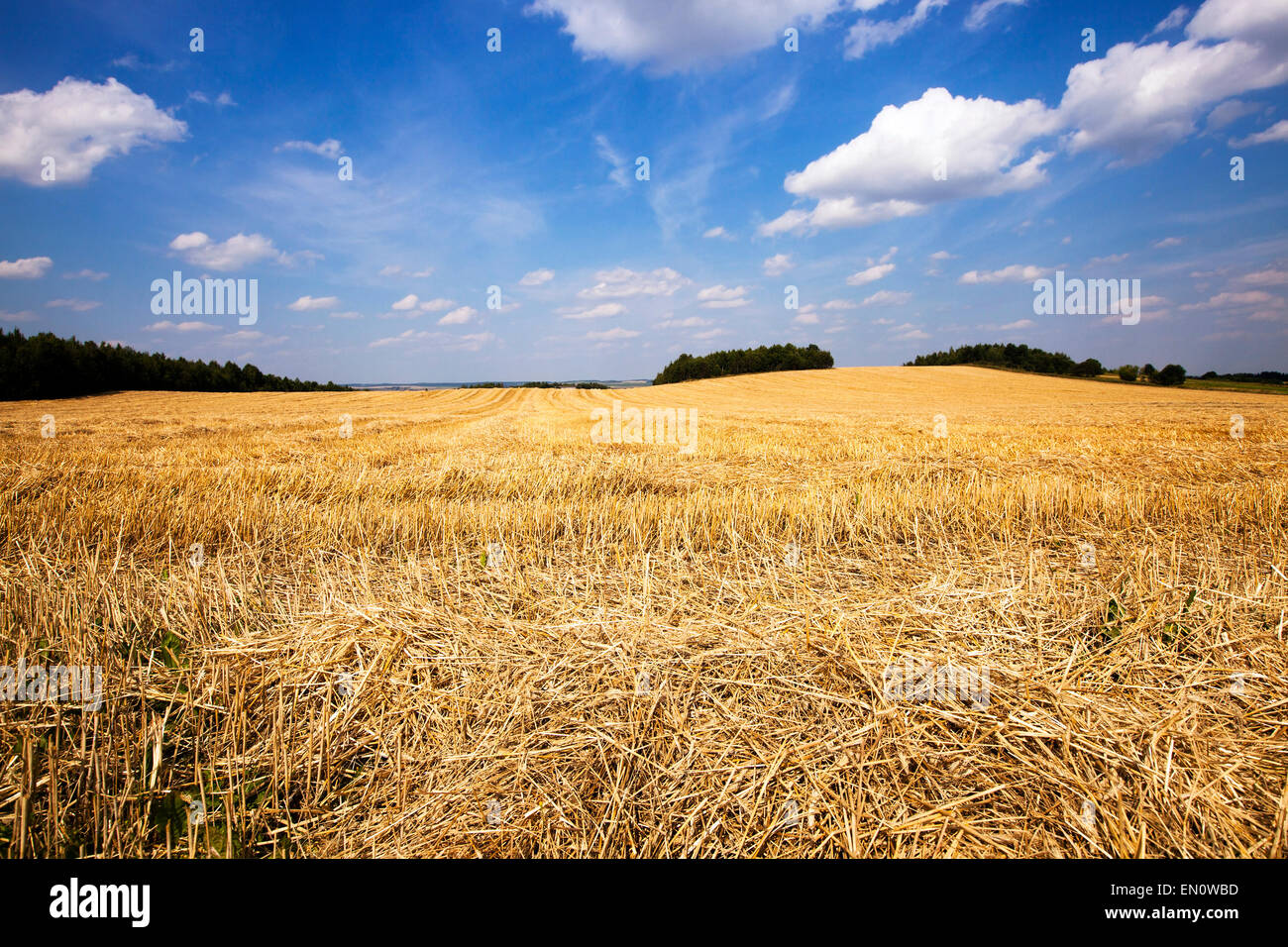 Ripe wheat on a field and blue sky with clouds Stock Photo - Alamy