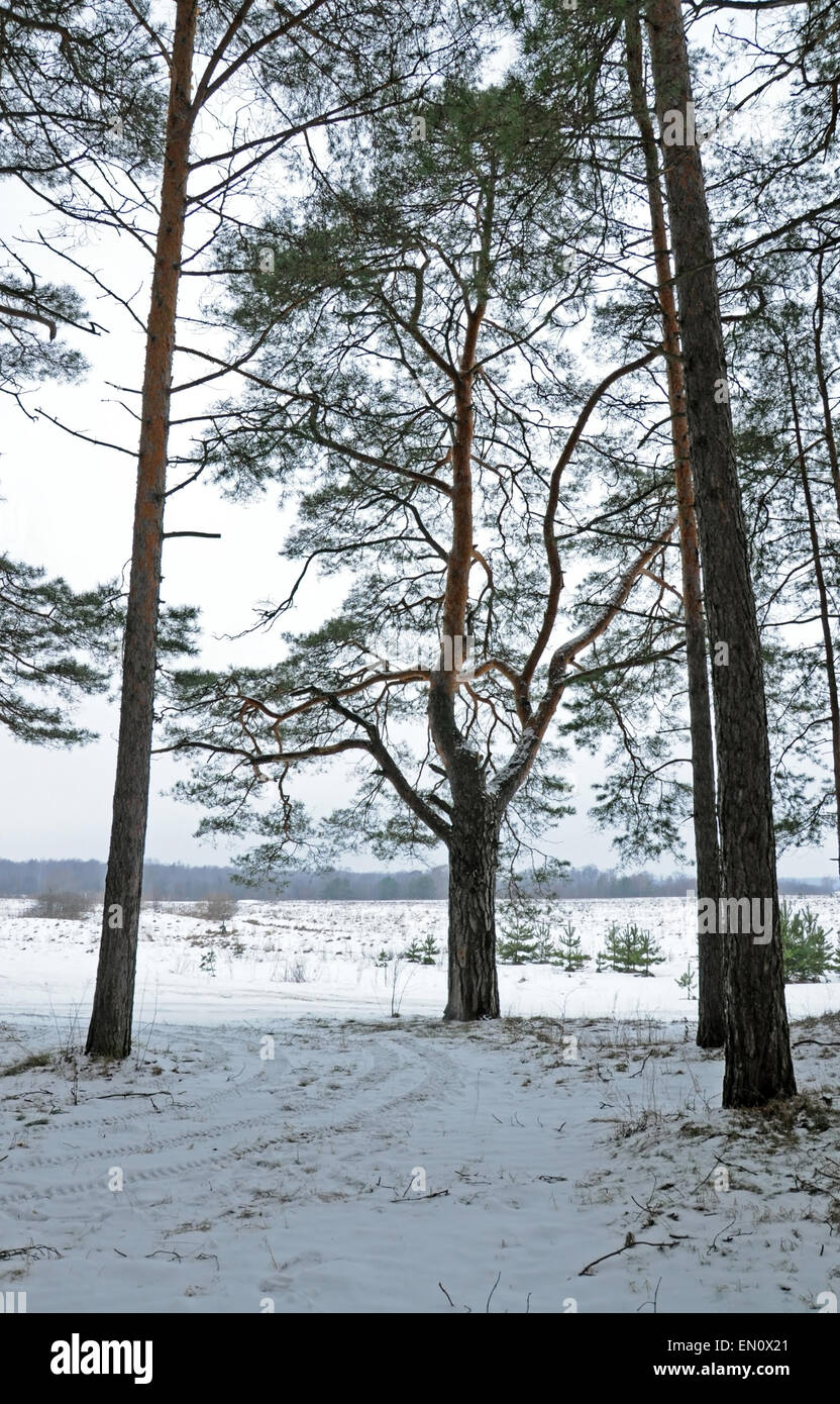 Outskirts of the forest hi-res stock photography and images - Alamy
