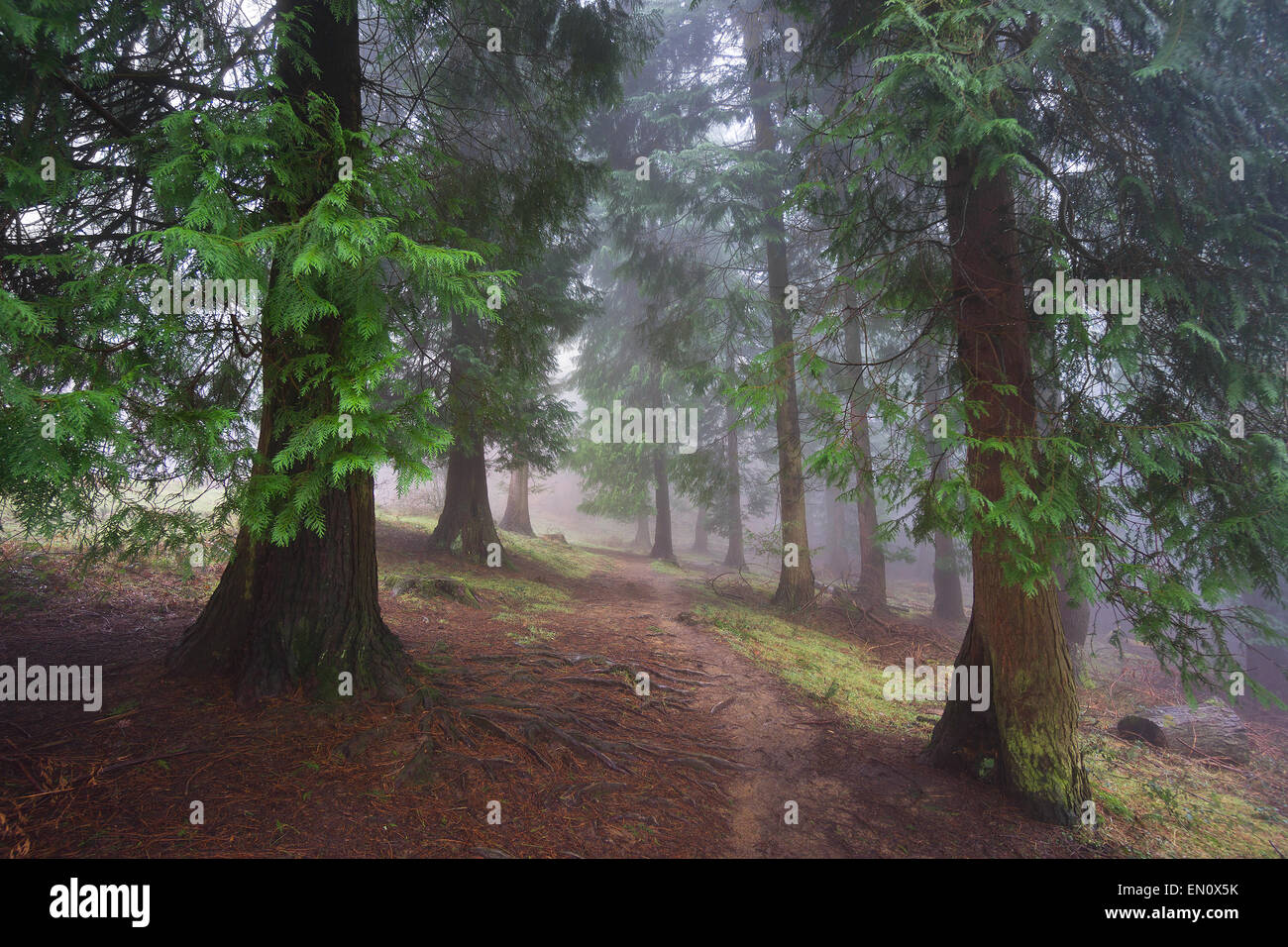 path in the foggy forest Stock Photo - Alamy