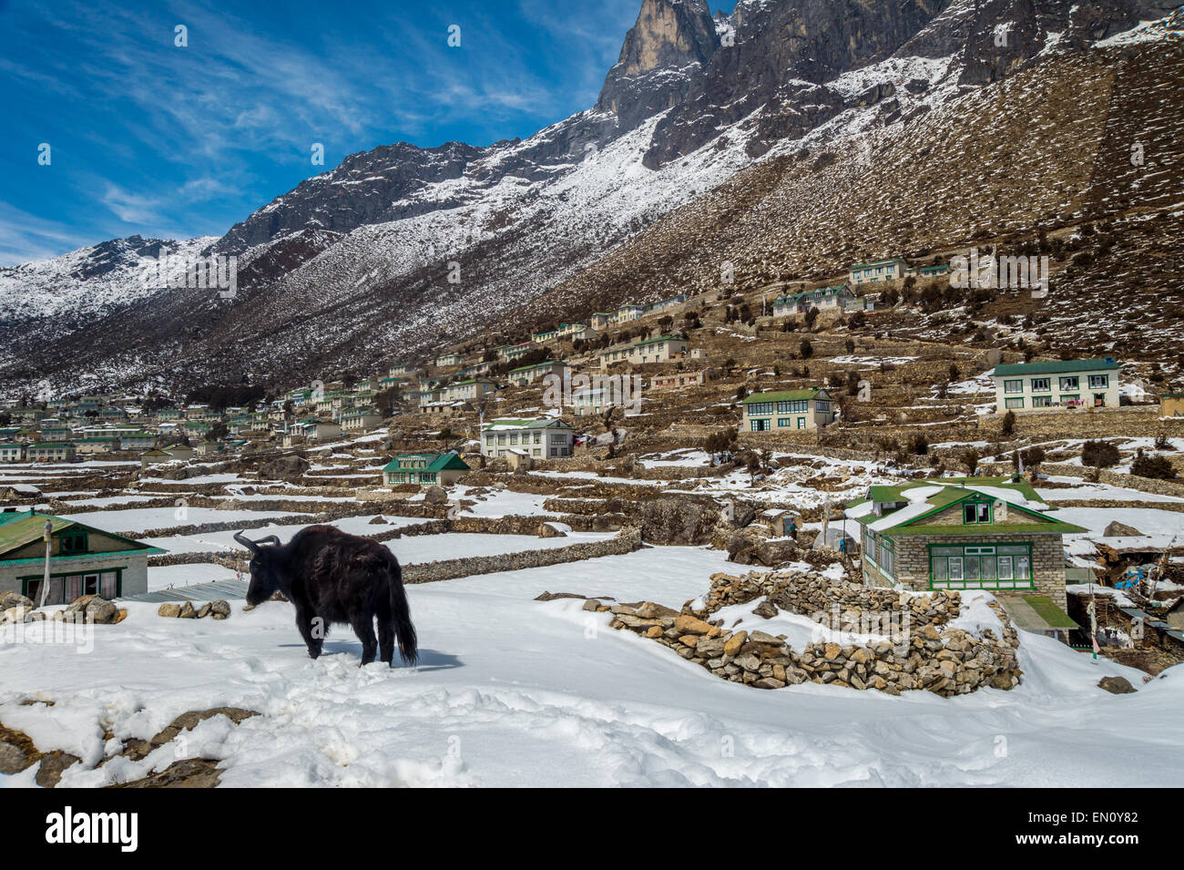 Khumjung village in Nepal with a yak in the foreground Stock Photo