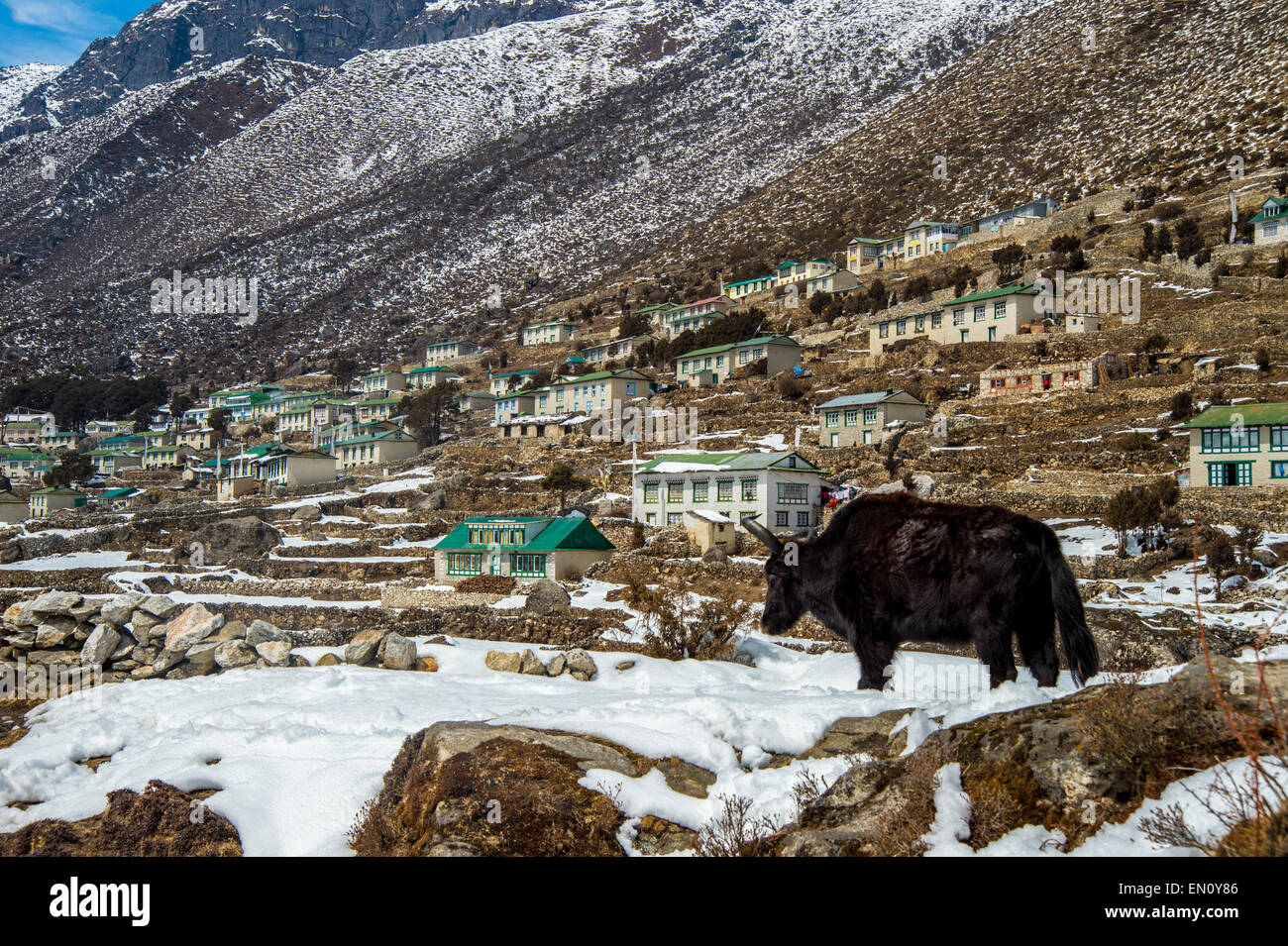 Khumjung village in Nepal with a yak in the foreground Stock Photo