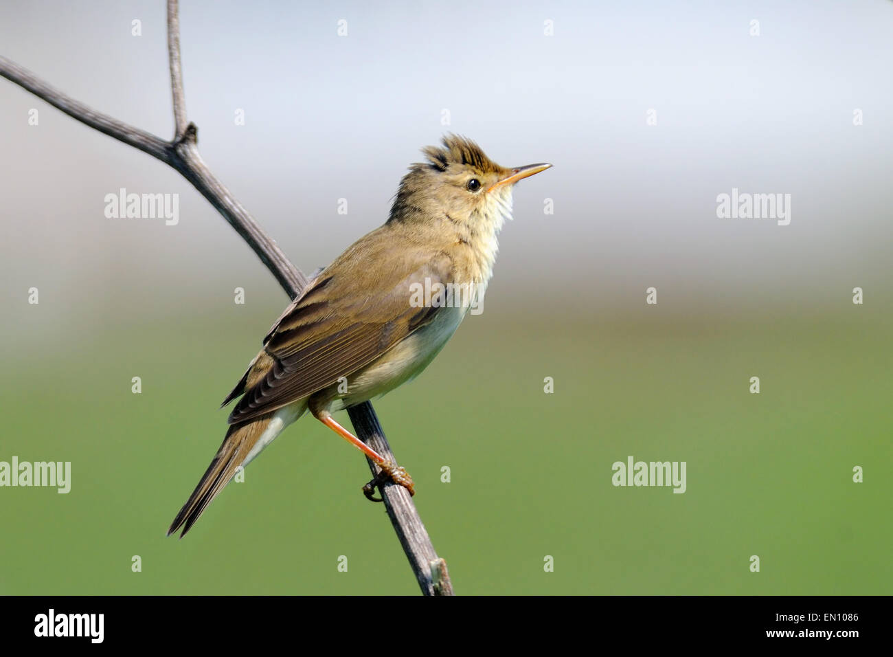 Perched Marsh Warbler against blurred colored background Stock Photo