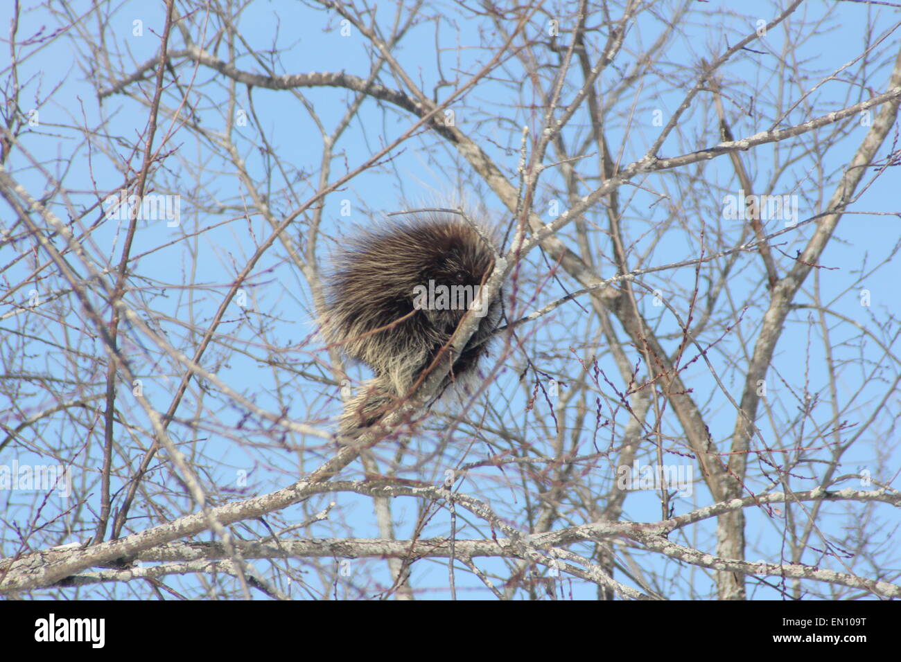North American Porcupine (Erethizon dorsatum) on a tree branch