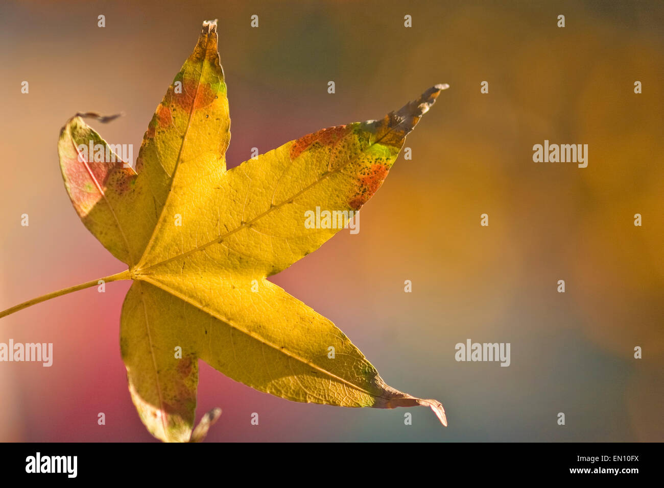 Dried maple yellow leaf hi-res stock photography and images - Alamy