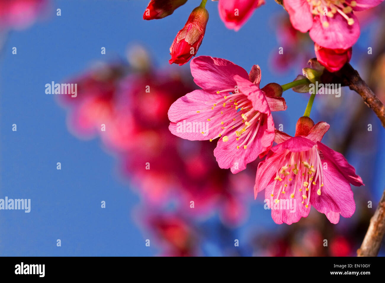 Beautiful flowering Japanese cherry - Sakura. Background with flowers on a spring day Stock Photo