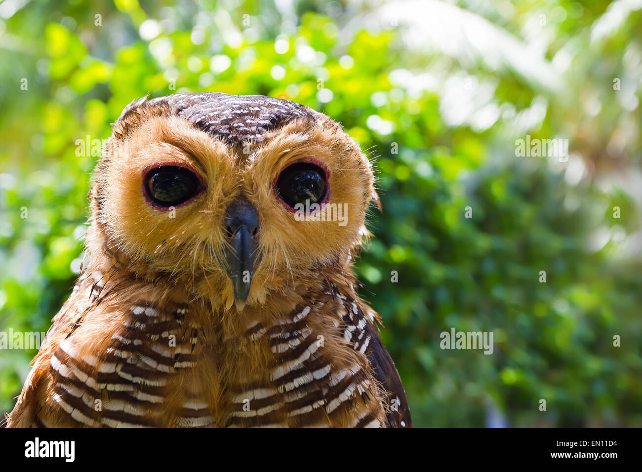 Owl looking at camera Stock Photo