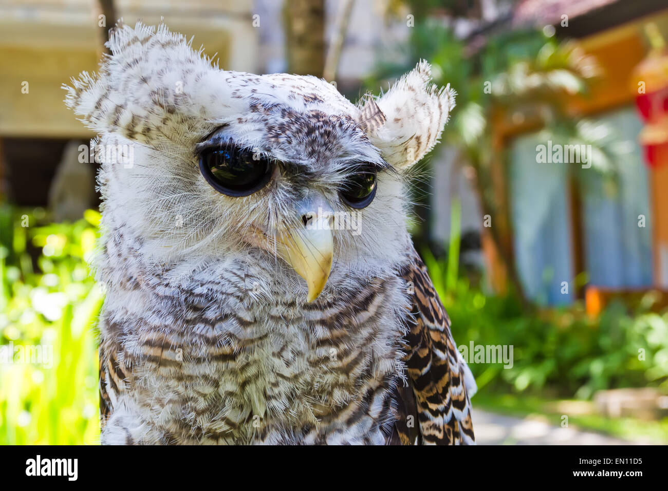 Owl portrait Stock Photo