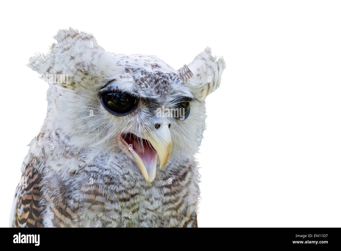 Owl with open beak isolated on white Stock Photo