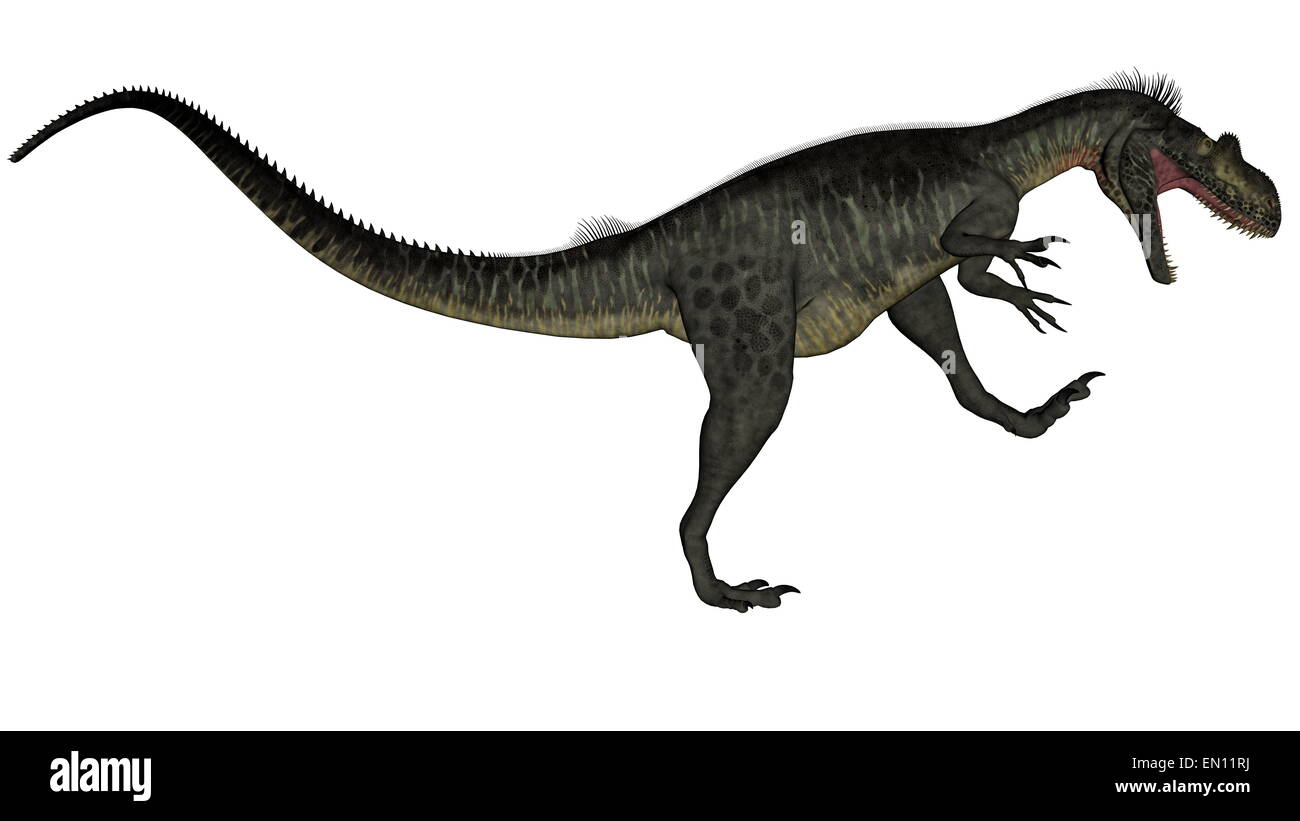 Megalosaurus dinosaur roaring up isolated in white background 3D