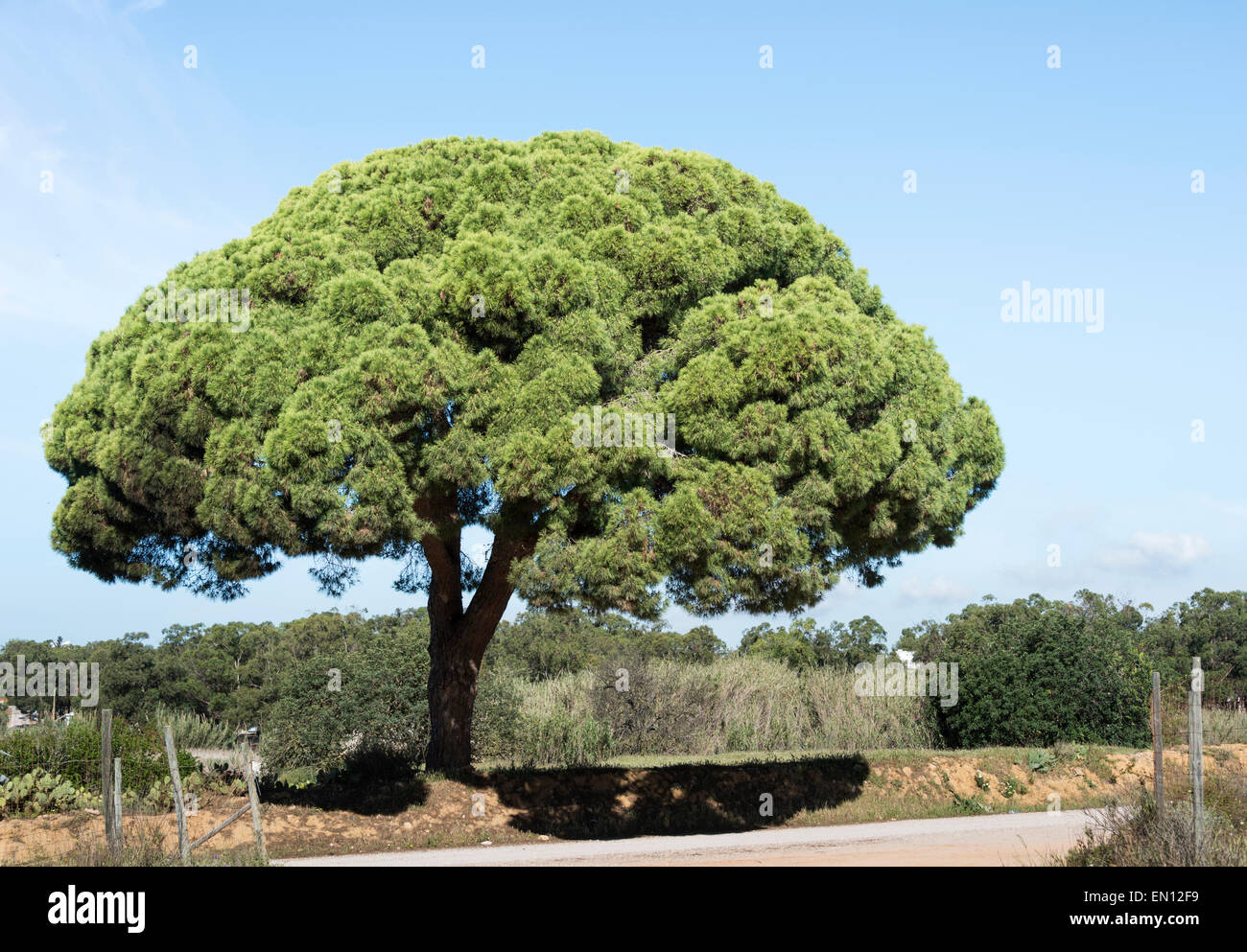 Blue pine tree hi-res stock photography and images - Alamy