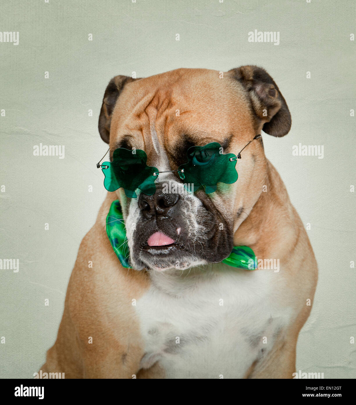 Bulldog in Irish glasses and bow tie Stock Photo