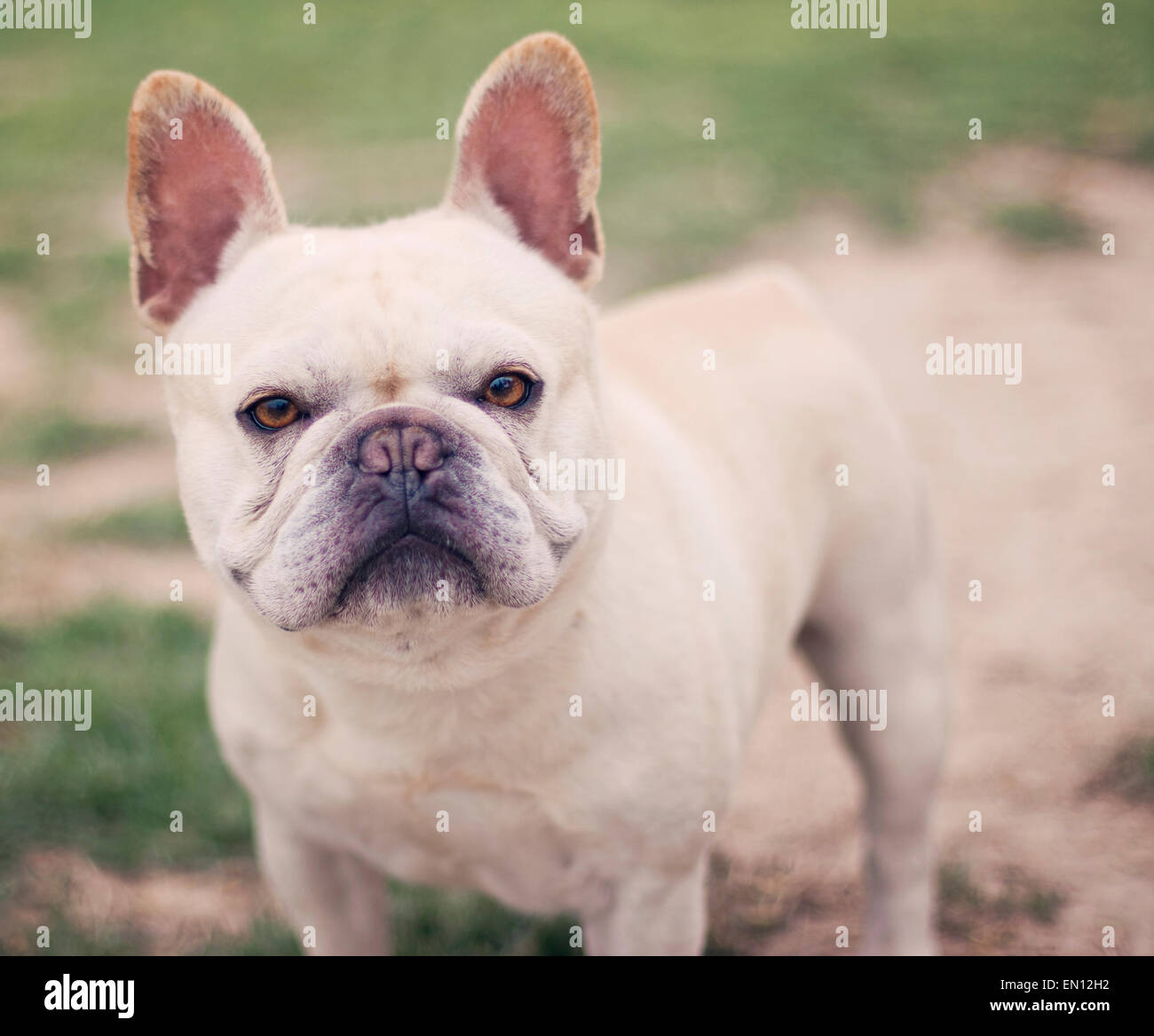 French Bulldog Natural Portrait Stock Photo