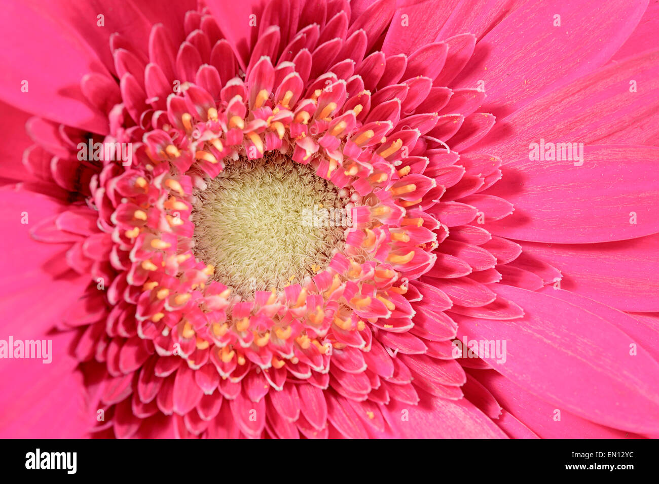 macro flower gerbera natural background Stock Photo