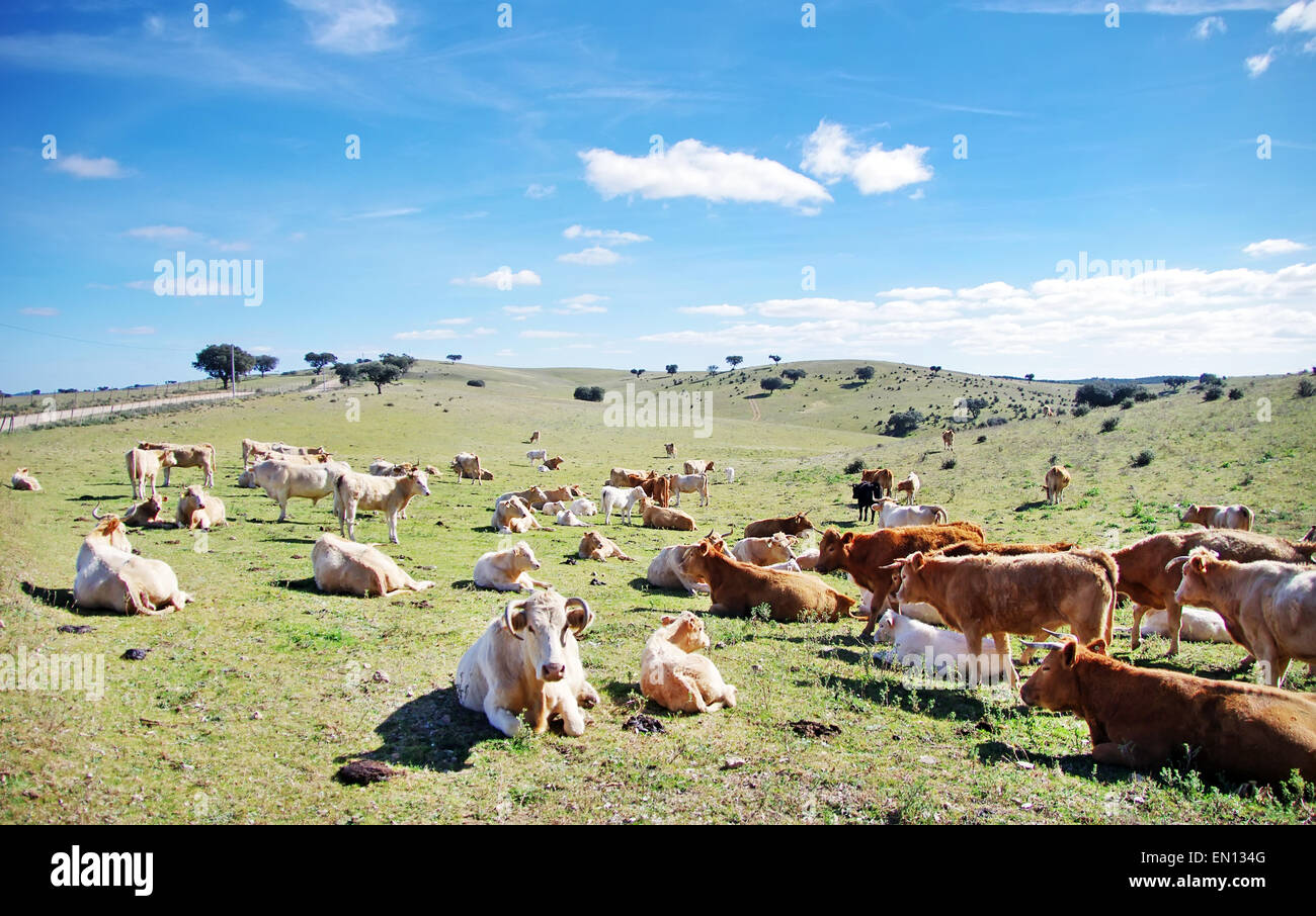 Cows in  field at alentejo, Portugal Stock Photo