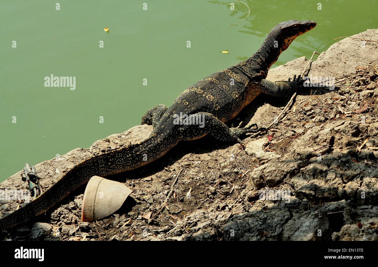 Bangkok, Thailand: A large Komodo Dragon suns itself at the edge of the  lake in Lumphini Park Stock Photo - Alamy
