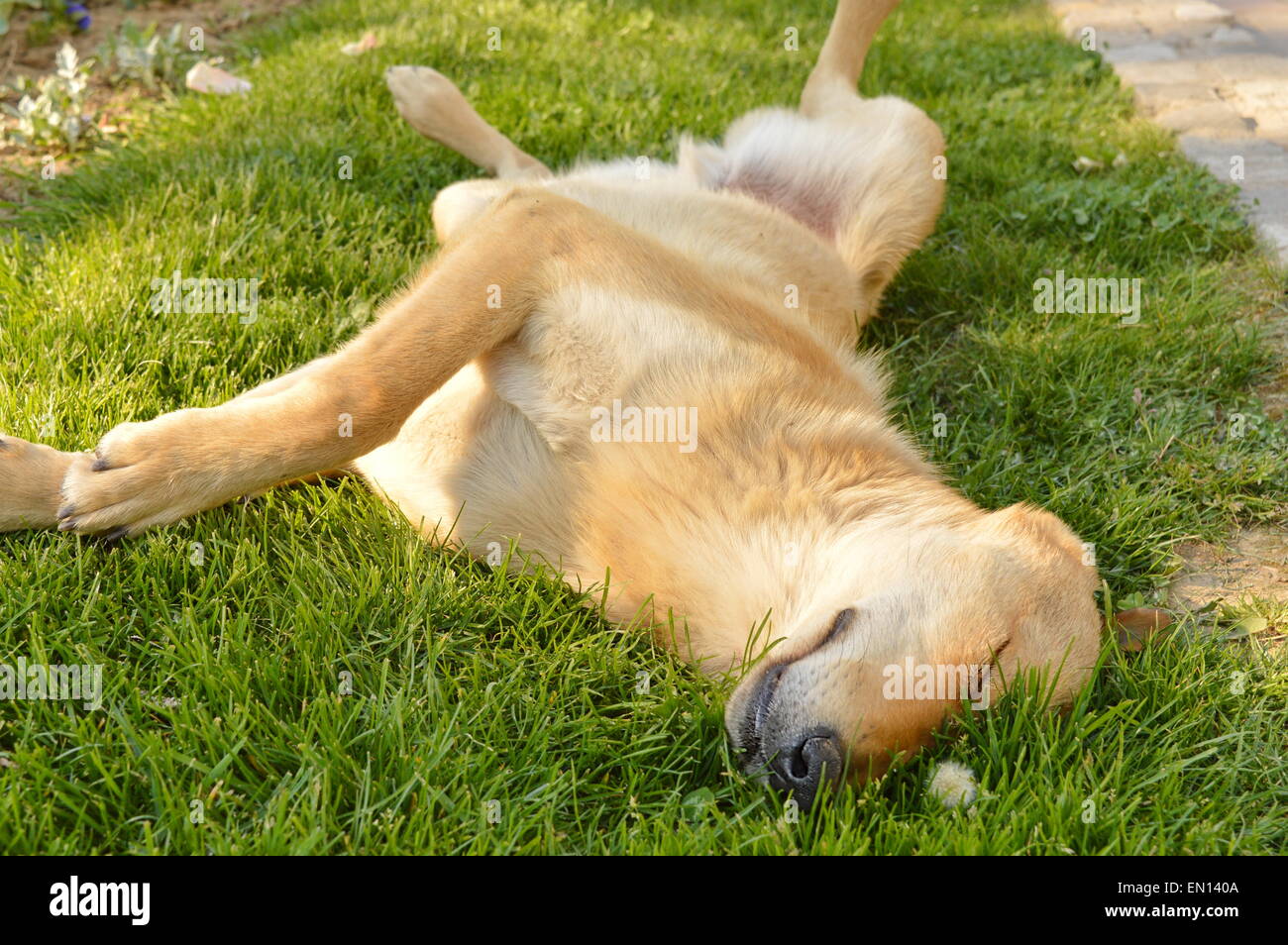 Dog with orange reddish fur sleeping in the grass Stock Photo Alamy