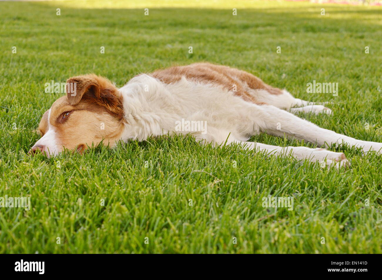Dog with orange reddish fur lying in the grass Stock Photo Alamy