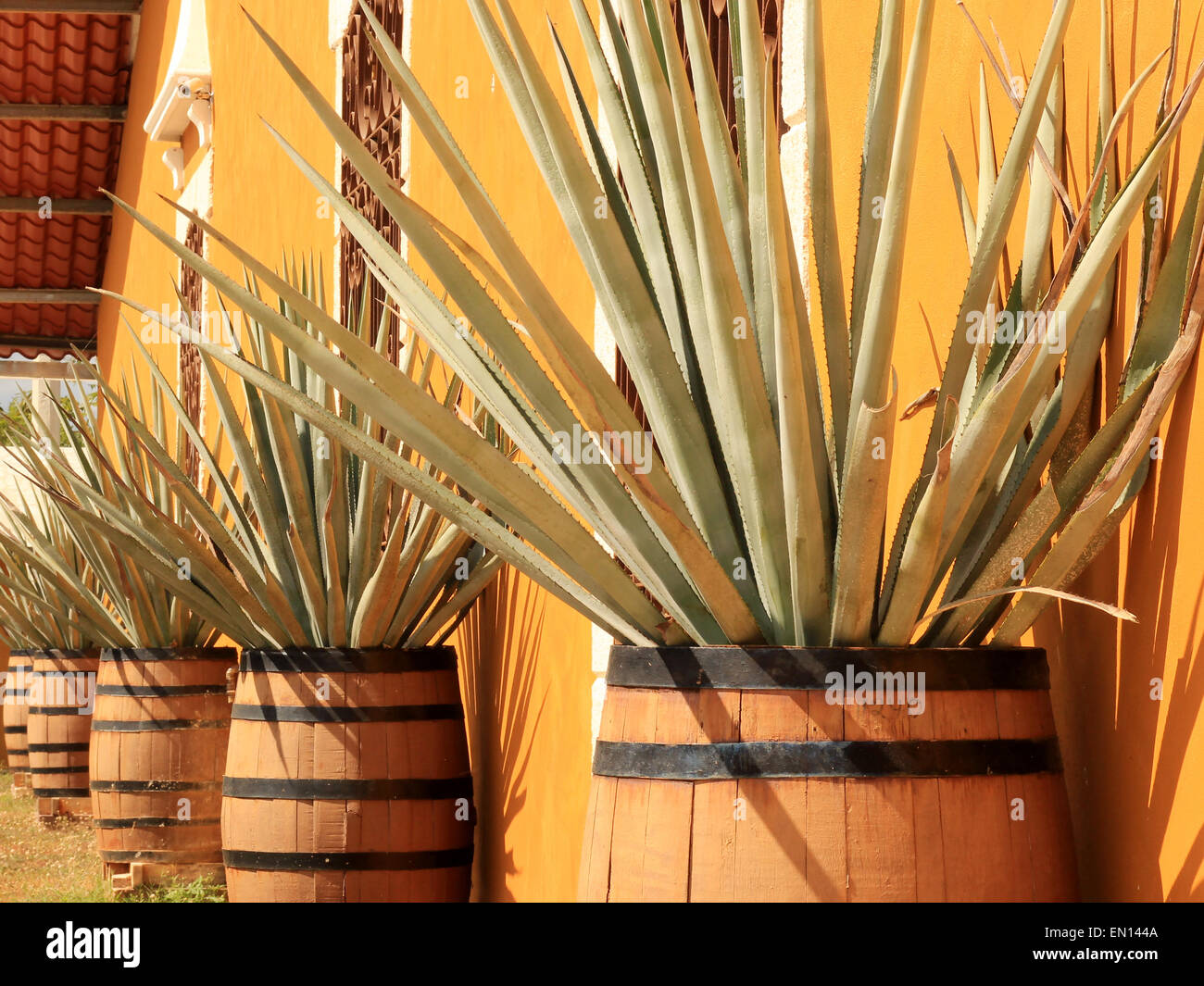 Agave americana ( tequila ingredient ) in solid wooden barrels Stock Photo