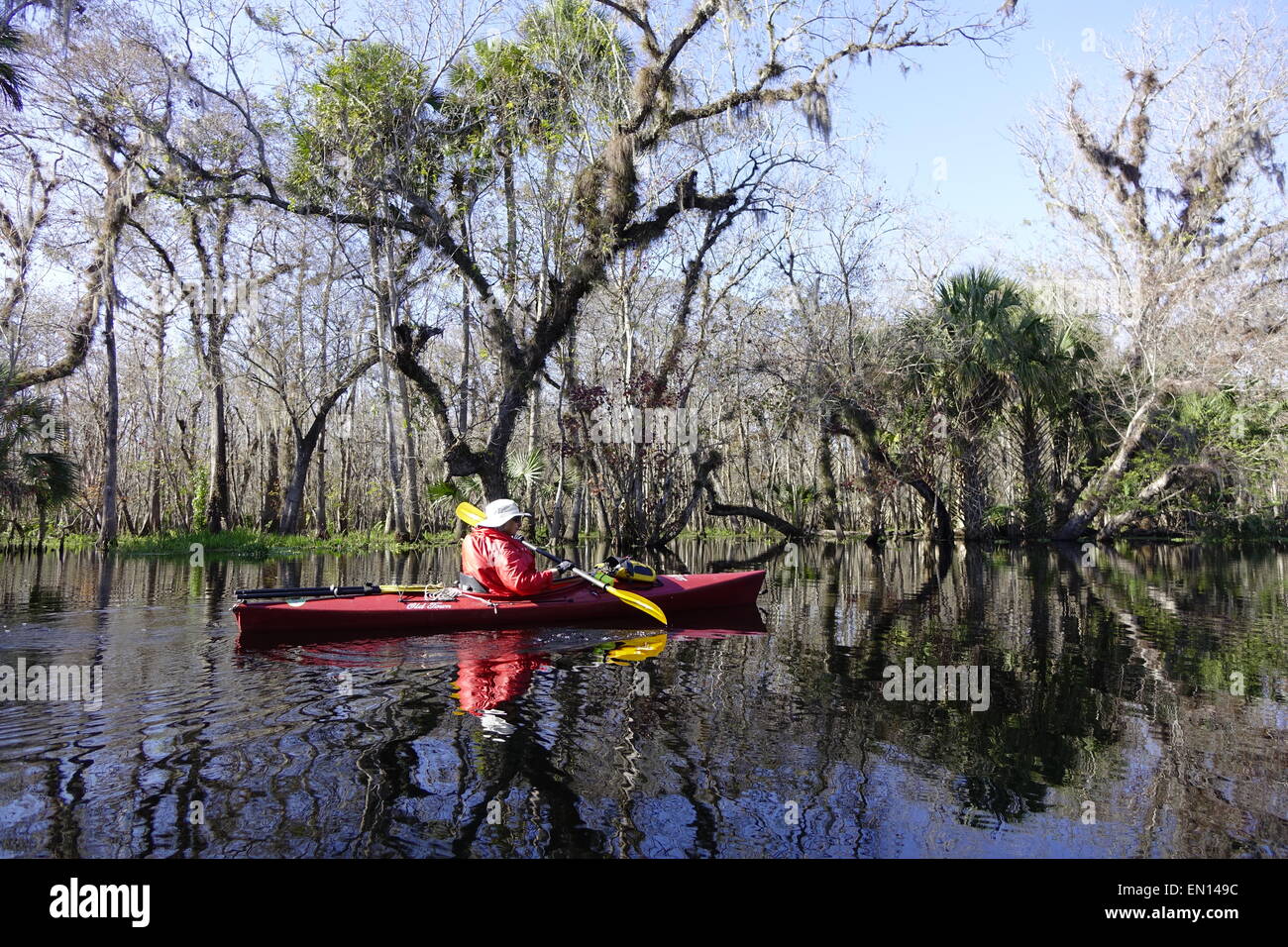 Female Kayaker Exploring The Dead Hontoon River Hontoon Island State Park Deland Florida Stock Photo Alamy