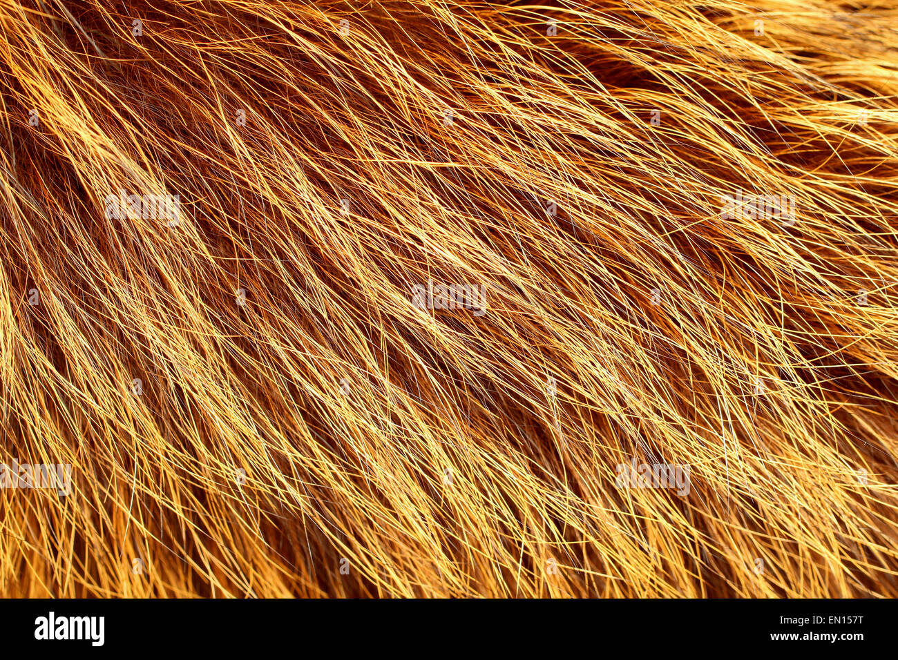 Yellow, brown and black colored fox fur Stock Photo