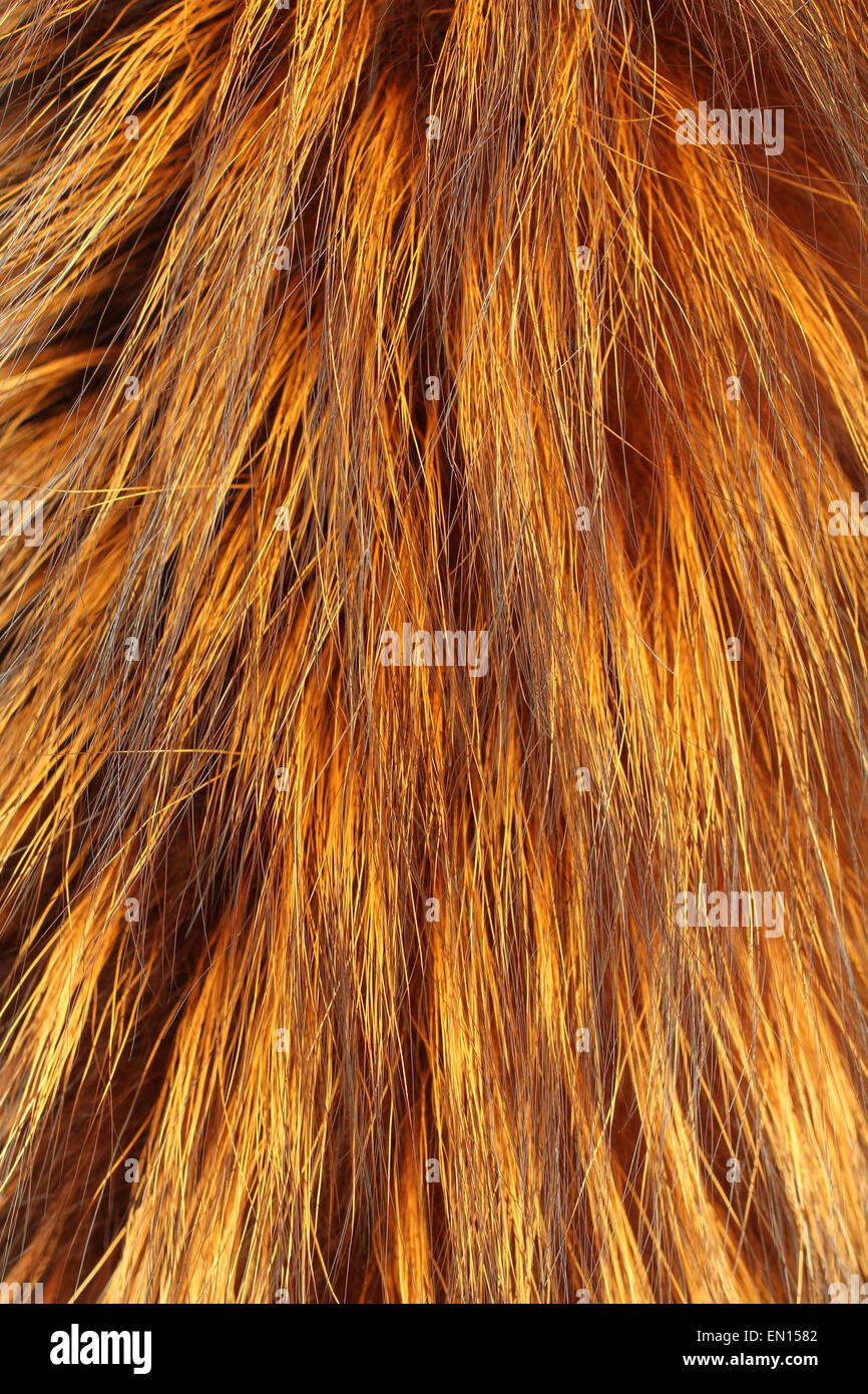 Yellow, brown and black colored fox fur Stock Photo