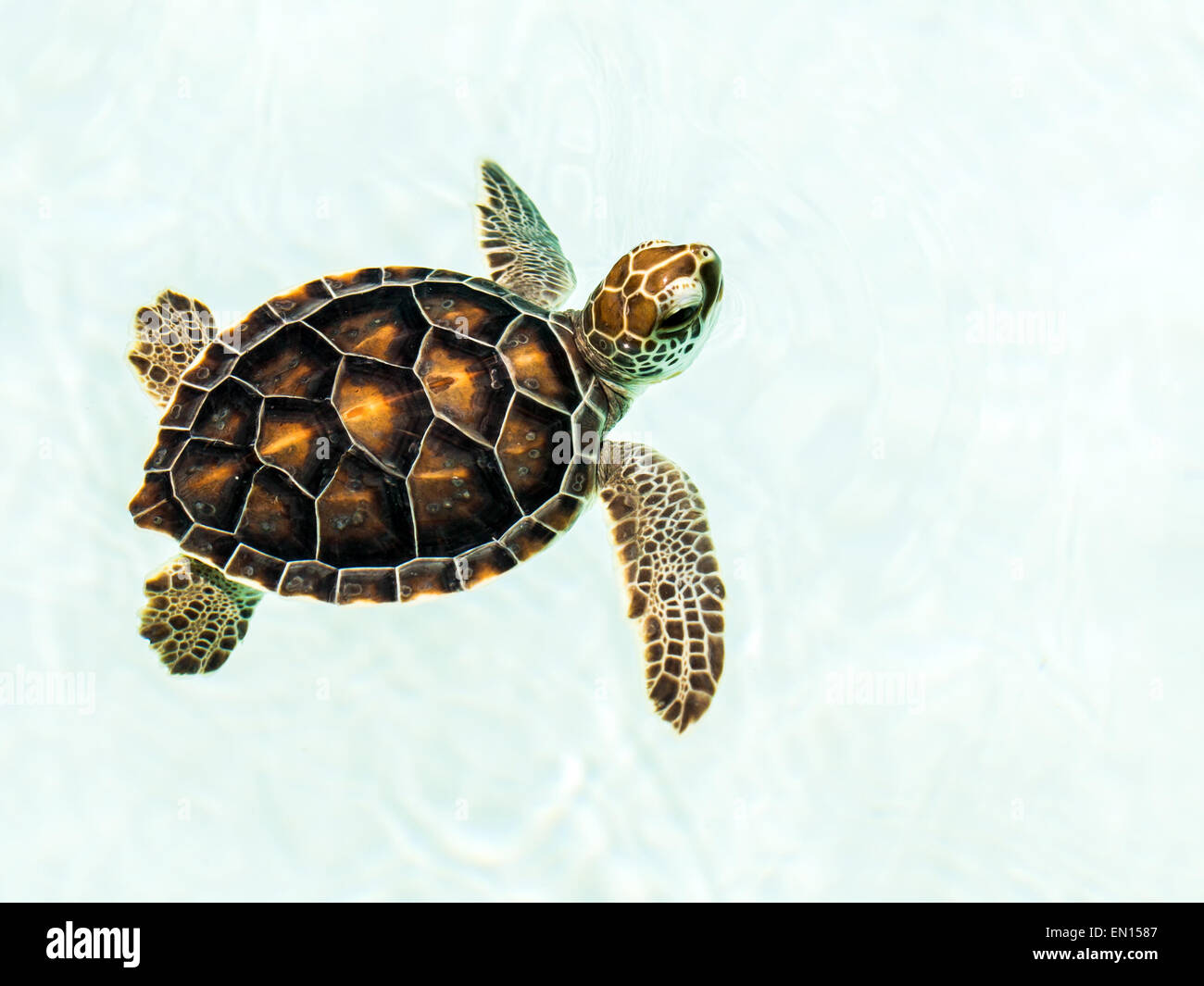 Cute endangered baby turtle swimming in crystal clear water Stock Photo