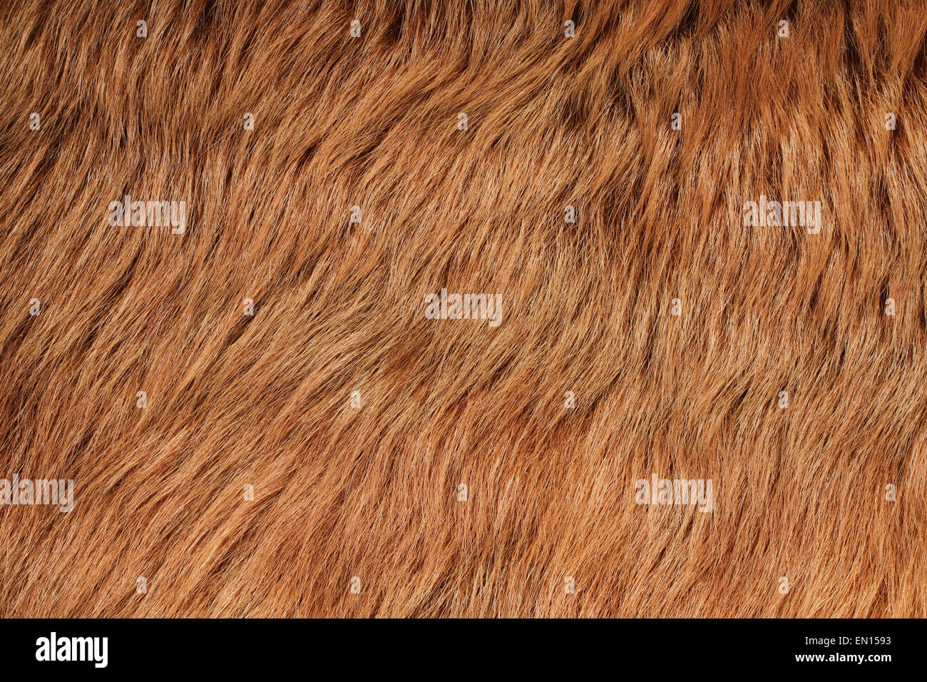 Light brown lama fur Stock Photo