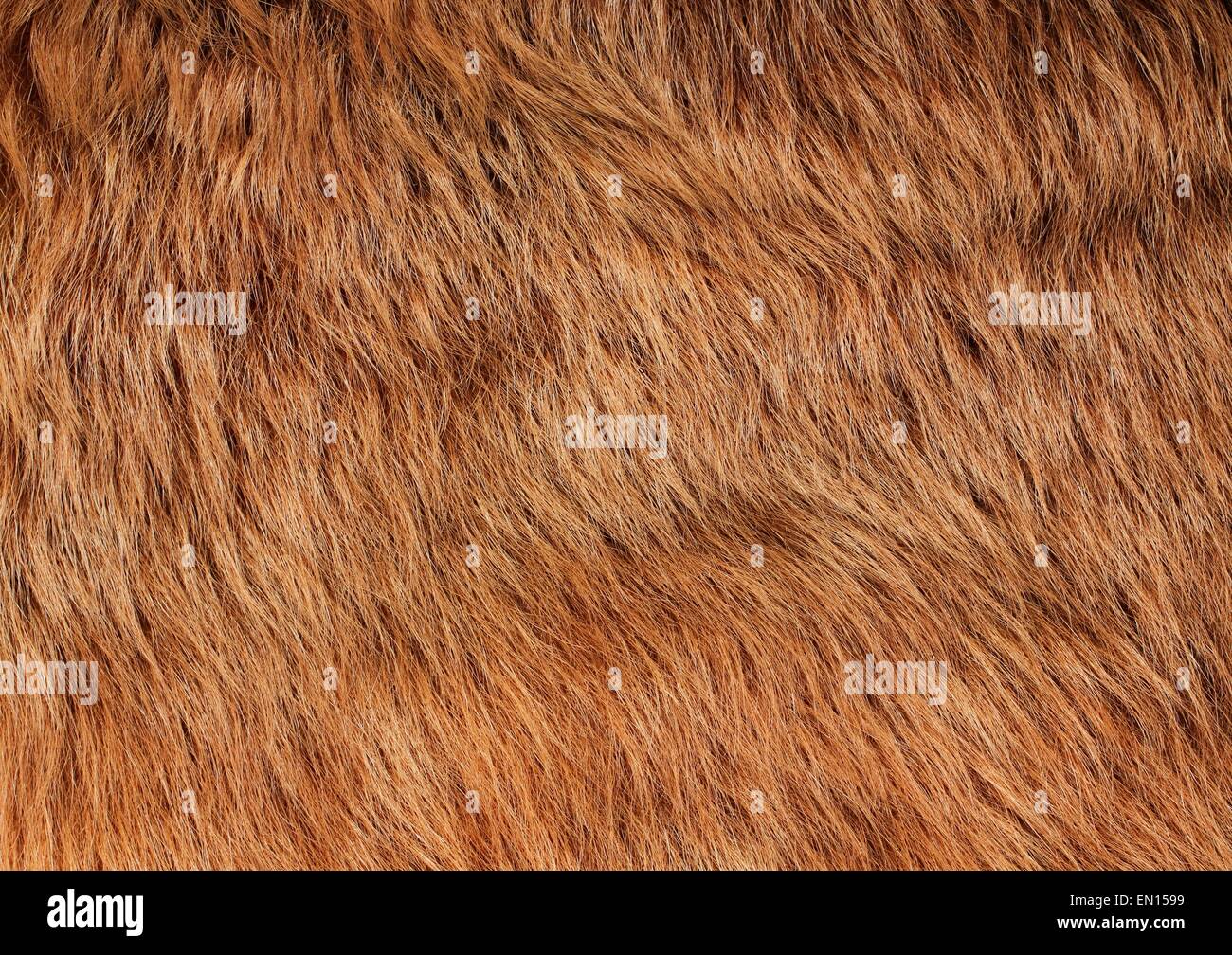 Light brown lama fur Stock Photo