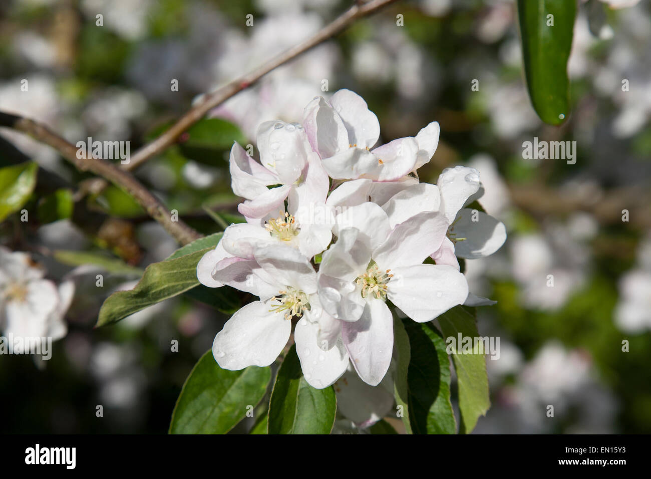 Apple blossom in an English Garden. Stock Photo