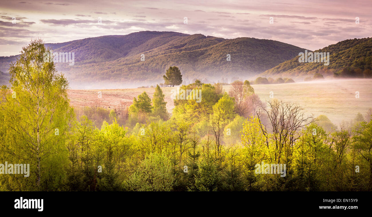 Fog scenery with trees hi-res stock photography and images - Alamy