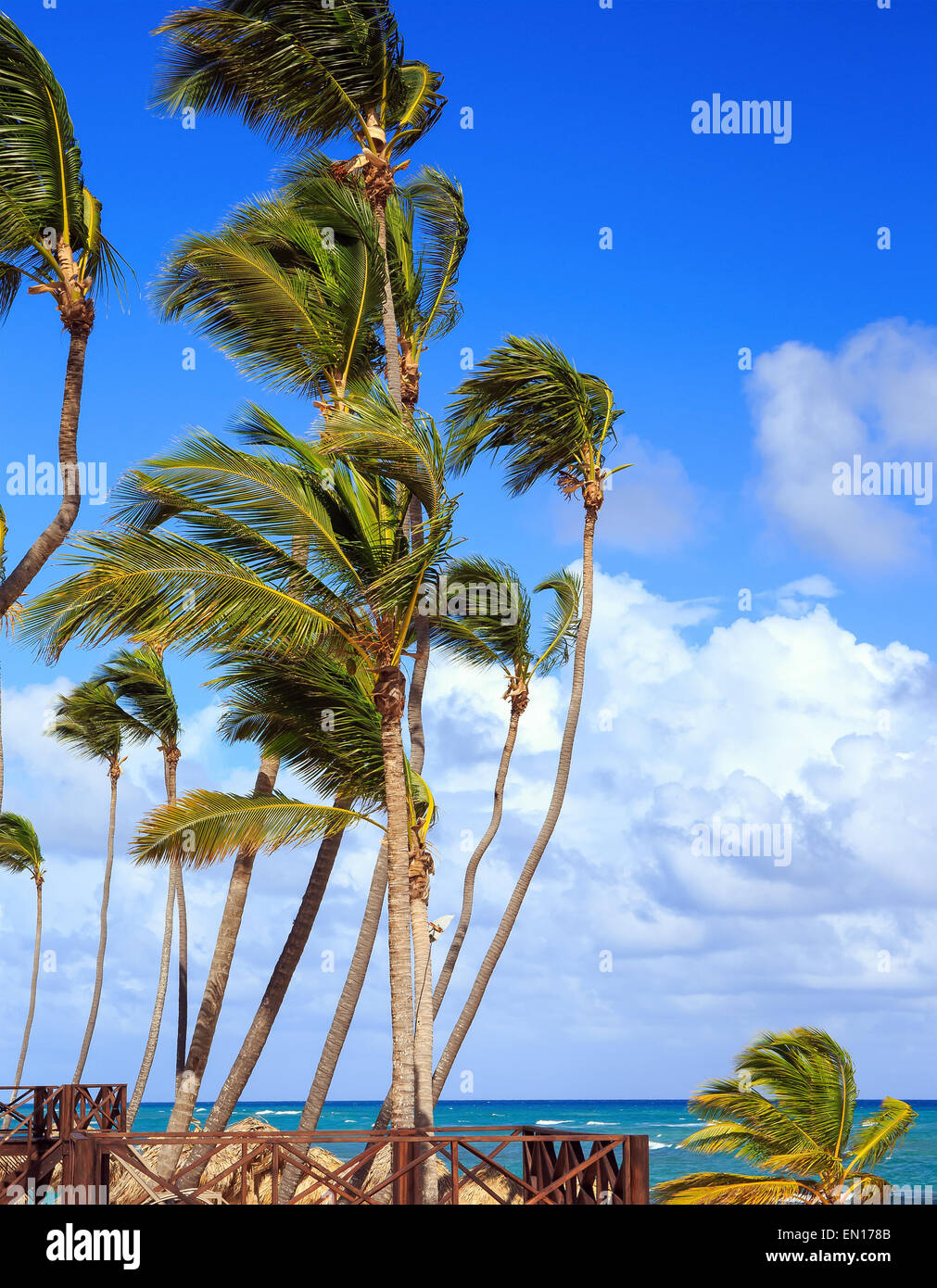 Palm trees on caribbean coast in Dominican Republic Stock Photo Alamy