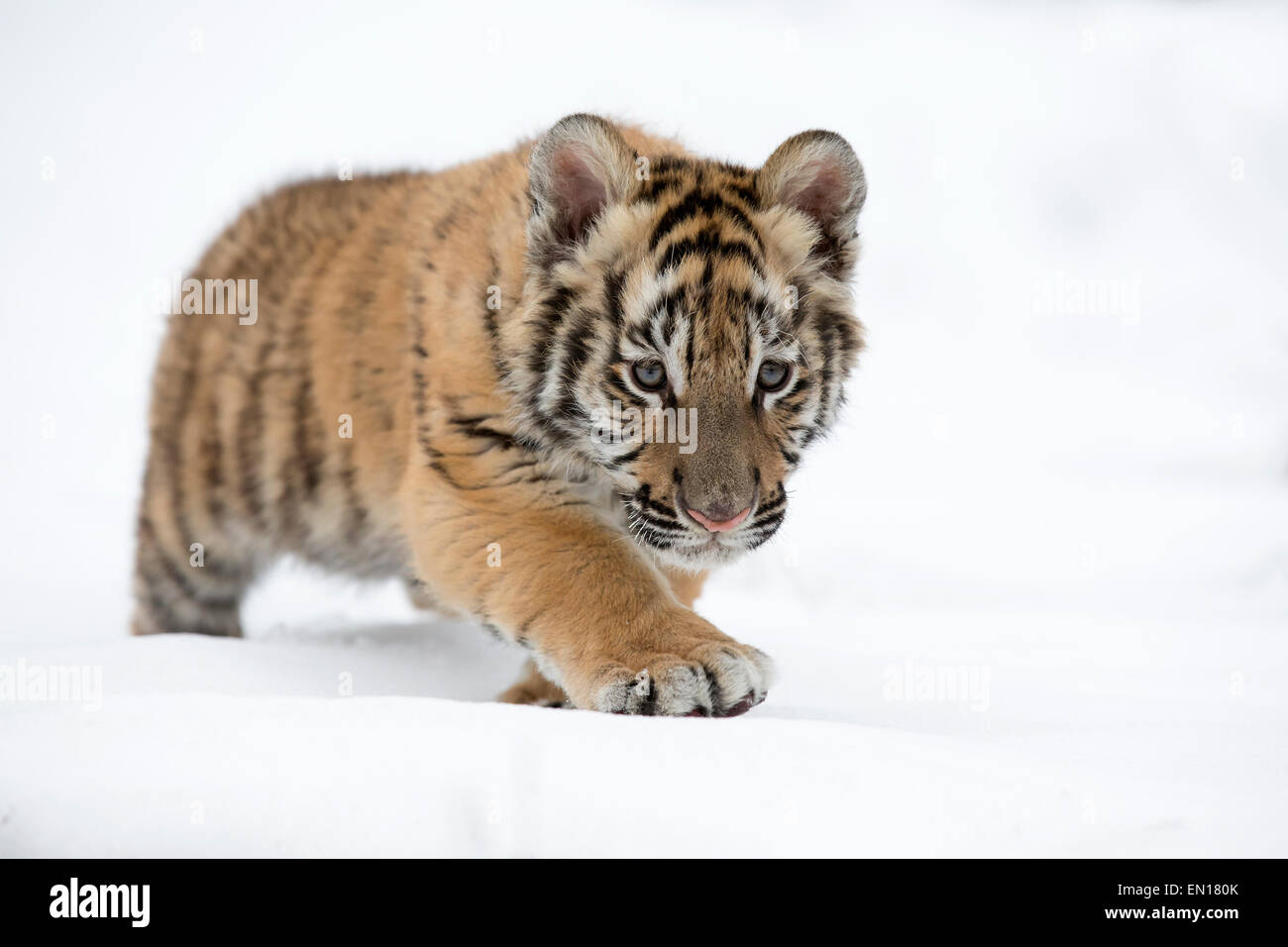 Siberian Tiger (Panthera Tigris Altaica) cub learning to stalk in the snow Stock Photo