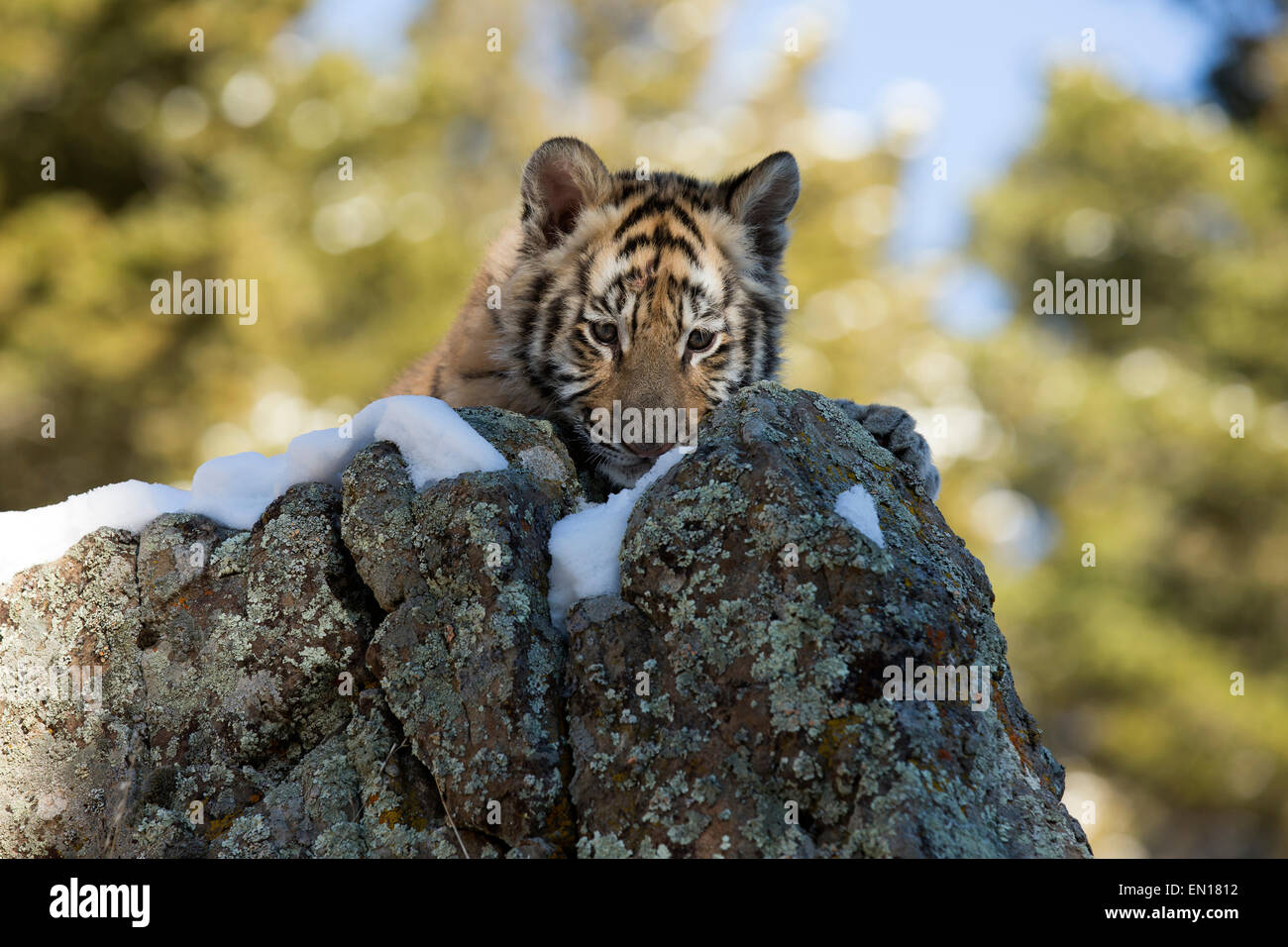 Siberian Tiger (Panthera Tigris Altaica) cub resting on a rock in the snow Stock Photo