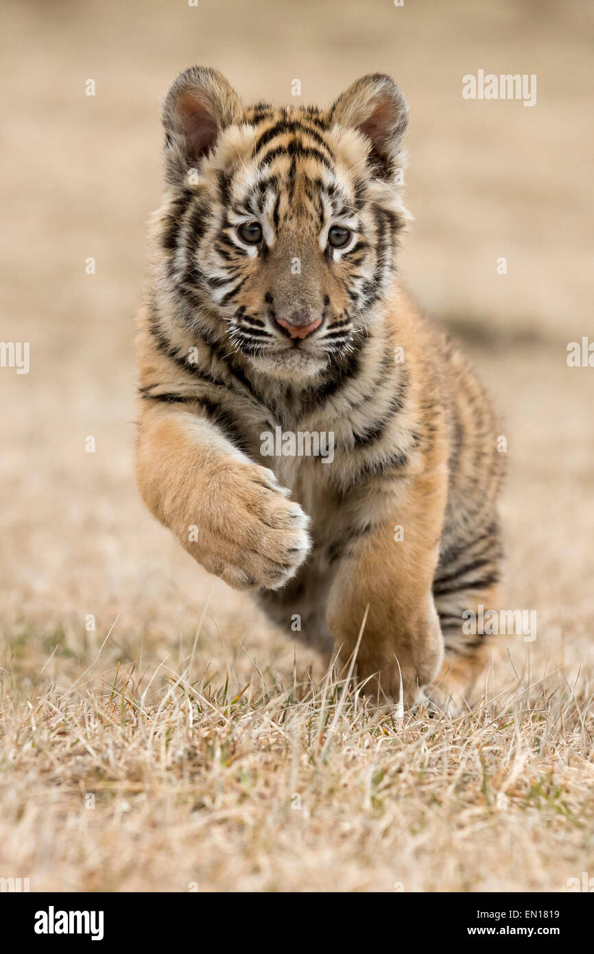 Siberian Tiger (Panthera Tigris Altaica) cub running through the grass Stock Photo