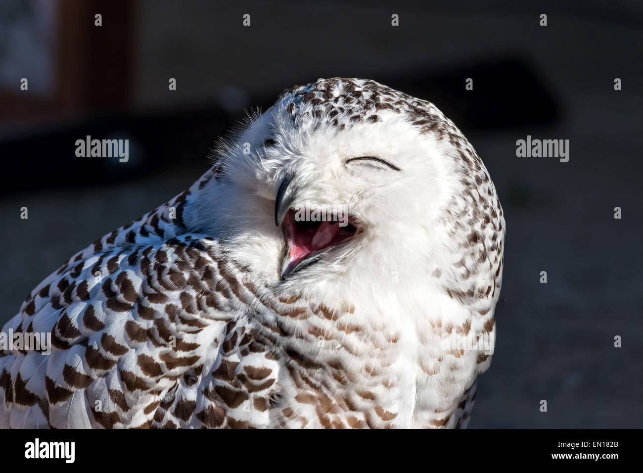 Close up of snowy owl (Bubo scandiacus Stock Photo - Alamy