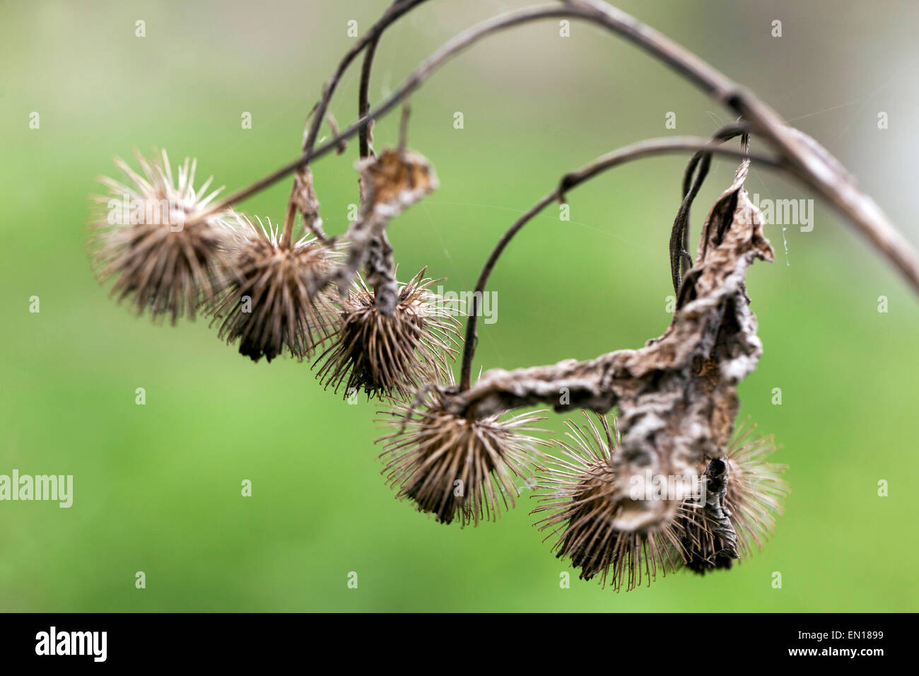 Dry seeds burdock heads with hooks, Wood Burdock, Arctium nemorosum. Hitchhiker plant Stock Photo