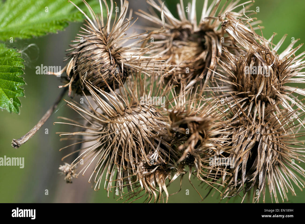 Dry seeds burdock heads with hooks, Wood Burdock, Arctium nemorosum. Hitchhiker plant dead heads Stock Photo