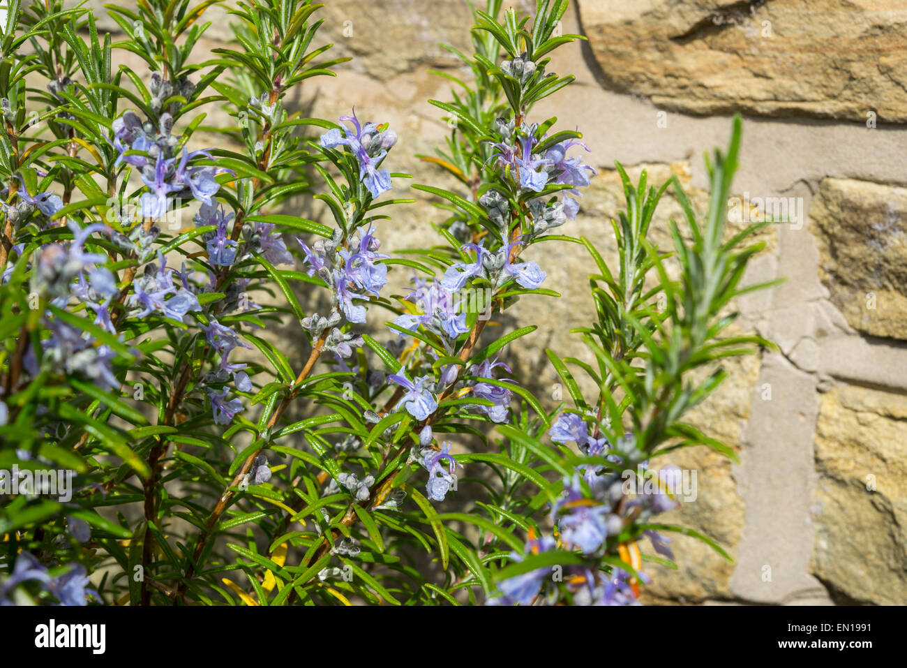 A blue flowering Rosemary (Rosmarinus Officinalis) shrub against a warm coloured stone wall