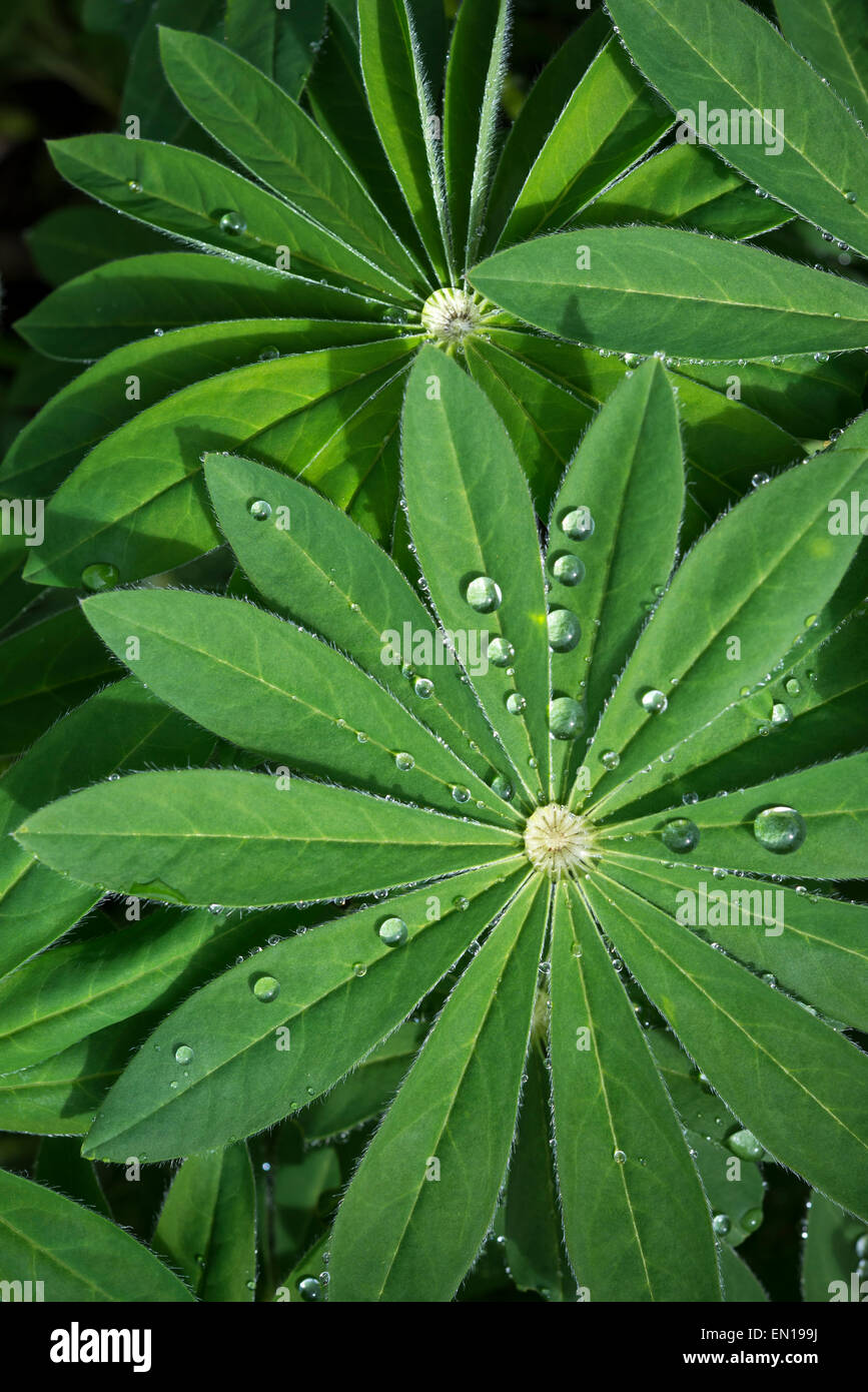 Lupin leaves in spring sunlight with beads of water resting on the green foliage. Stock Photo