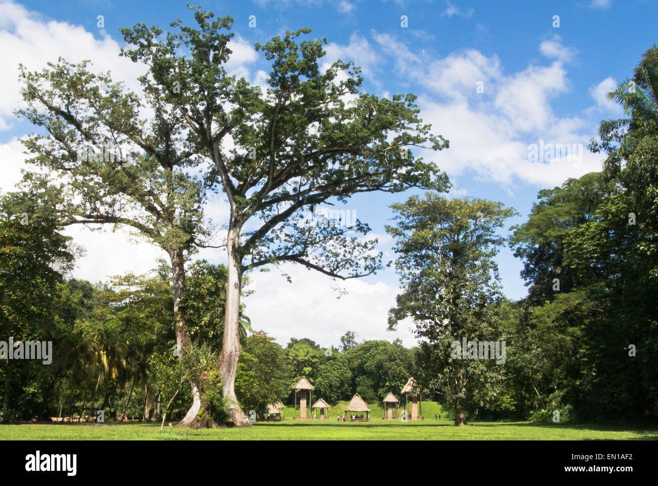 National tree of guatemala hires stock photography and images Alamy