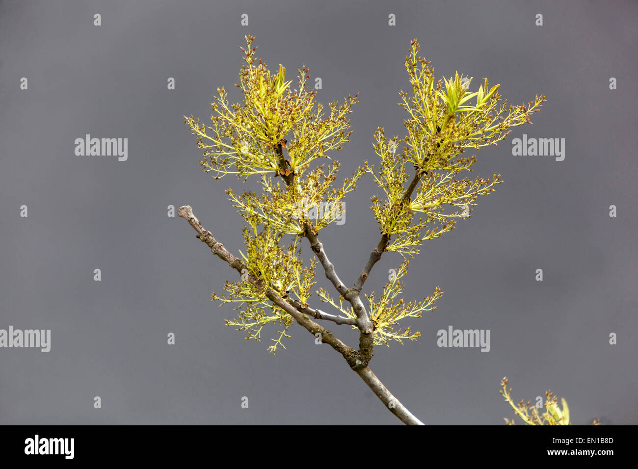 European Ash tree bud flower, Fraxinus excelsior Flowers budding Stock Photo
