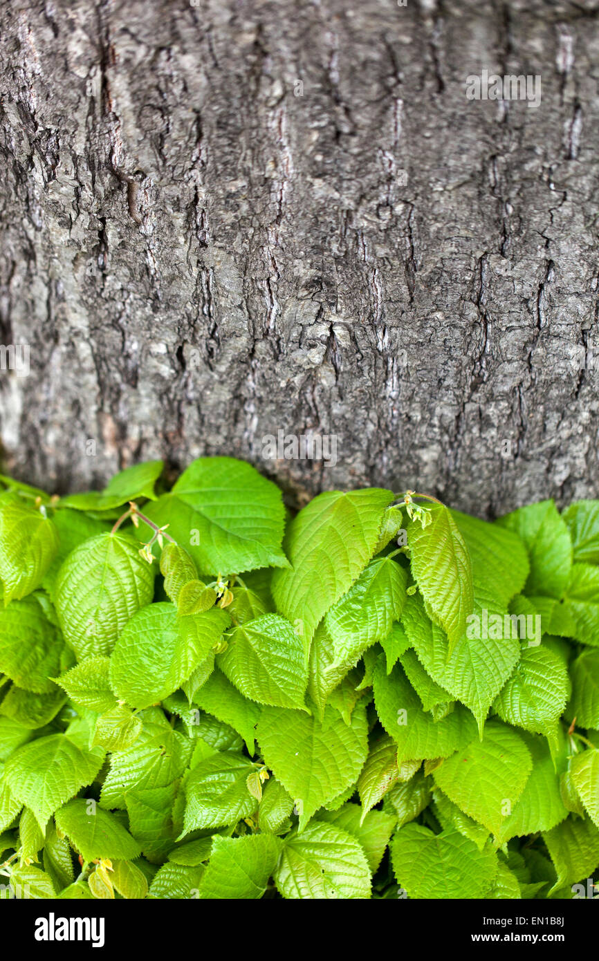 New fresh leaves on tree trunk, Littleleaf Linden Tilia cordata shoots Stock Photo