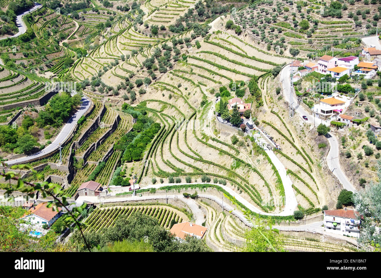 view of the famous vineyards of Porto wine Stock Photo